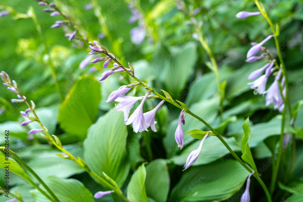 Hosta Flowers and Leaves Macro, Wet Hostas Leaf Nature Pattern, Funkia, Big Daddy Leaves, Plantain Lilies, Hosta Flowers and Leaves Macro, Wet Hostas Leaf Nature Pattern, Funkia, Big Daddy Leaves, Plantain Lilies,