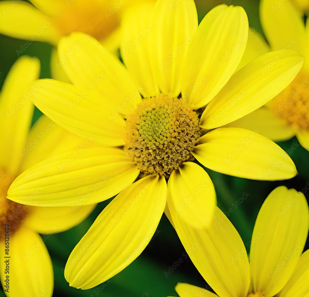 yellow flower macro, daisy, sunflower, summer, garden, macro, plant, petal, spring, flora, blossom, flowers, sun yellow flower macro, daisy, sunflower, summer, garden, macro, plant, petal, spring, flora, blossom, flowers, sun