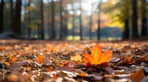 Autumn leaves scattered on the forest floor, creating a colorful carpet amidst the trees.