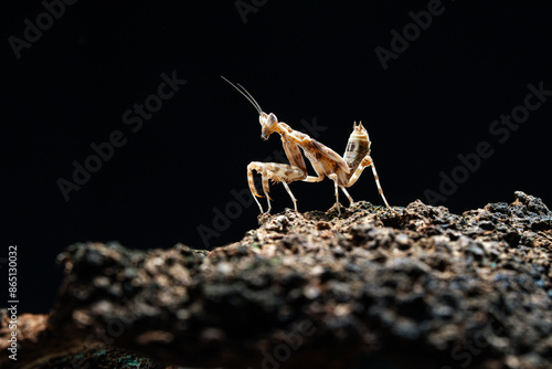 Beautiful orchid mantis closeup on wood photo