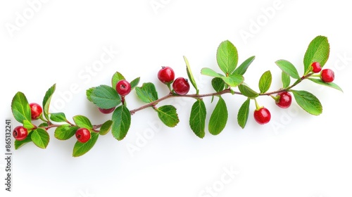 Isolated Cowberry lingonberry branches on a white background Vaccinium vitis idaea photo