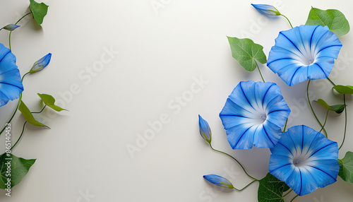 Blue morning glory flowers on white background.