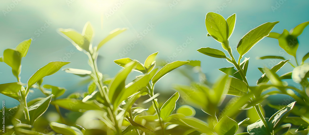 Obraz premium Close-up of vibrant green leaves bathed in sunlight with a blurred background, capturing the essence of nature and growth.