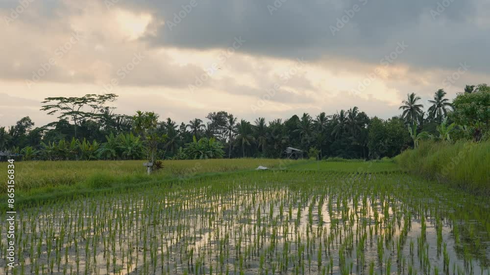 Rice Field In Ubud, Bali, Indonesia At Sunset - Panning Shot Rice Field In Ubud, Bali, Indonesia At Sunset - Panning Shot