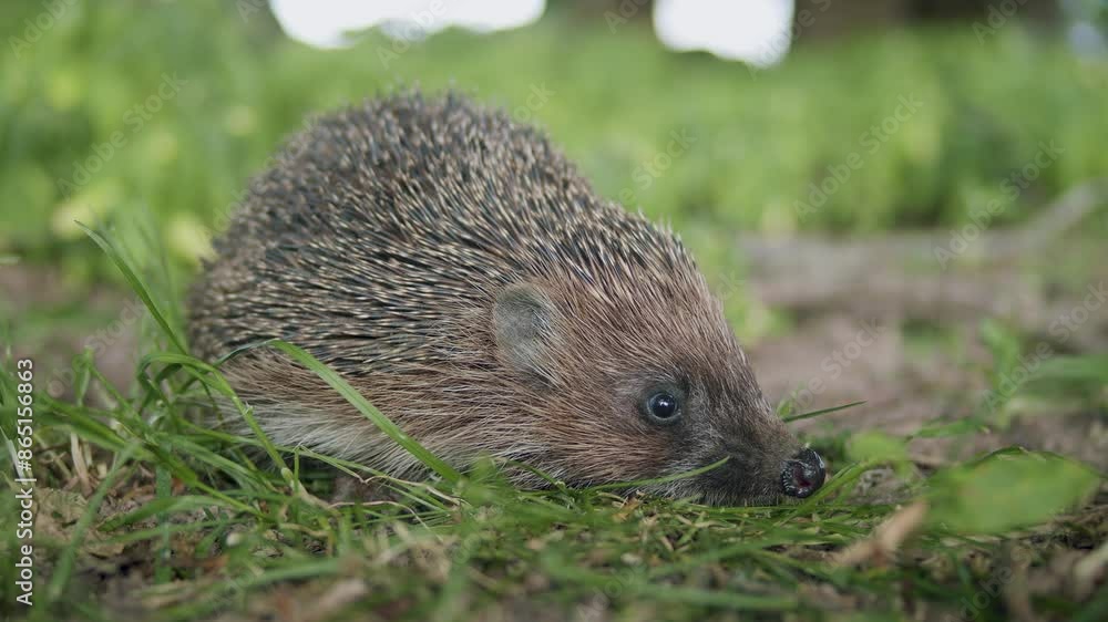 Eurasian hedgehog close up in grass in evening dusk light Eurasian hedgehog close up in grass in evening dusk light