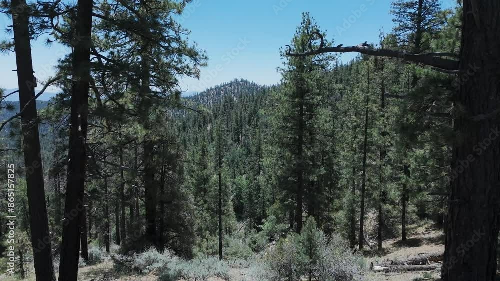 Aerial of a forest in California Aerial of a forest in California