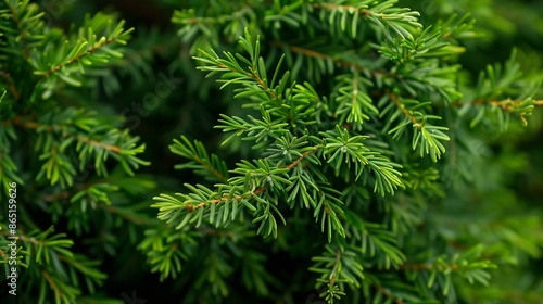 Thuja branches closeup Thuja branch background : Generative AI