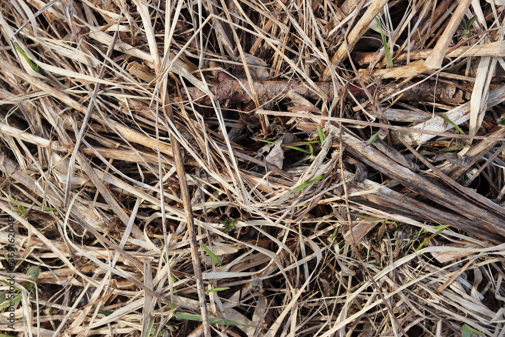Texture of dry grass and hay. Arid land close up. Texture of dry grass and hay. Arid land close up.