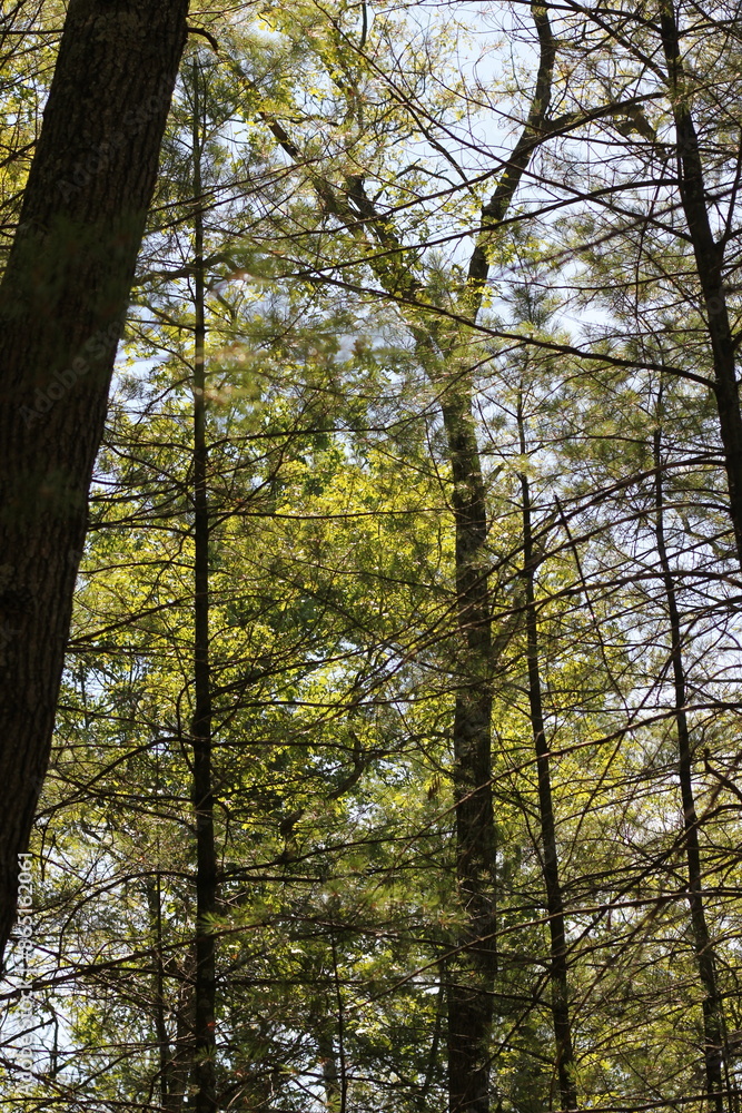 forest in autumn forest in autumn