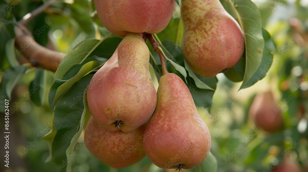 Tasty pears on the branch Vertical photo : Generative AI Tasty pears on the branch Vertical photo : Generative AI