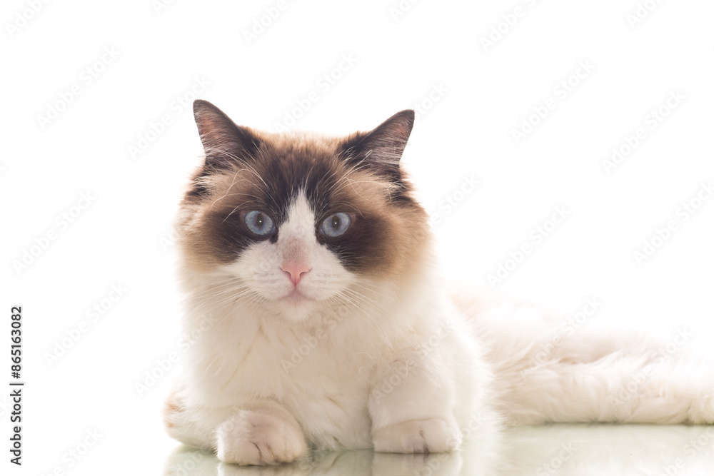 Beautiful young healthy Ragdoll cat on a white background. Beautiful young healthy Ragdoll cat on a white background.