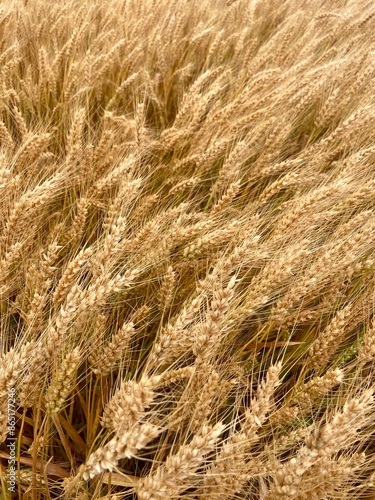 field of wheat