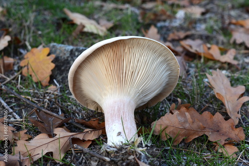 Trooping Funnel Fungus - Clitocybe geotropa photo