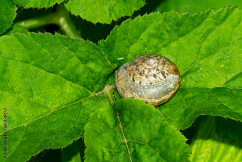 Gefleckte Weinbergschnecke (Cornu aspersum) - Jungtier photo