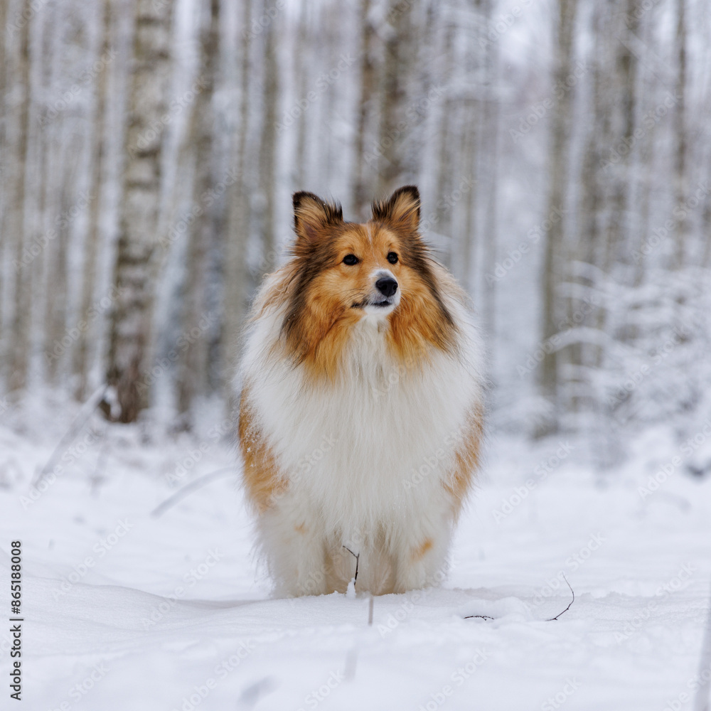 Shetland Sheepdog stands amidst a tranquil winter birch forest.