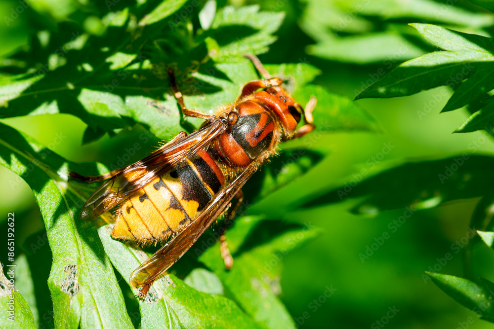 Fototapeta premium Hornisse (Vespa crabro)