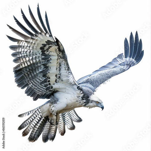 A majestic harpy eagle in mid-flight, wings fully spread and talons ready, isolated on white background.