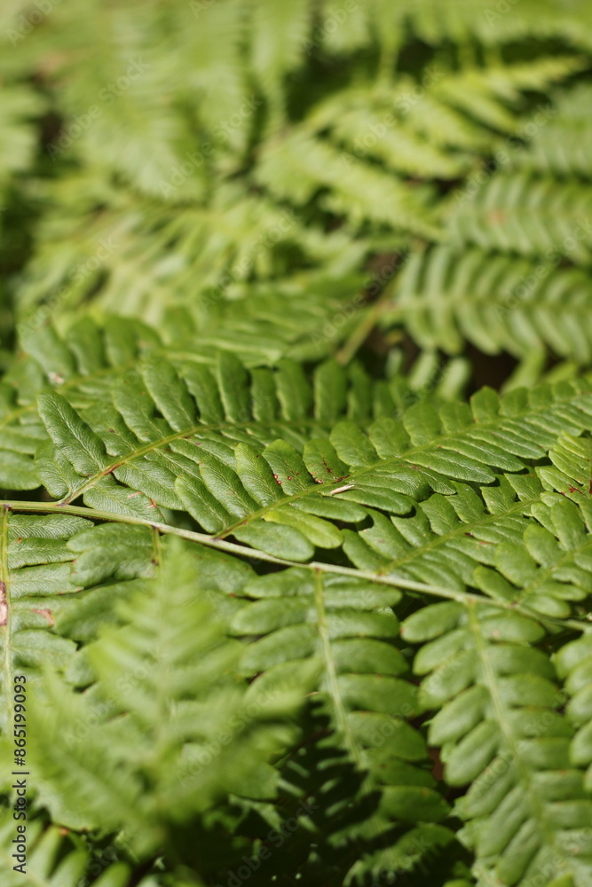 fern leaves in the forest fern leaves in the forest