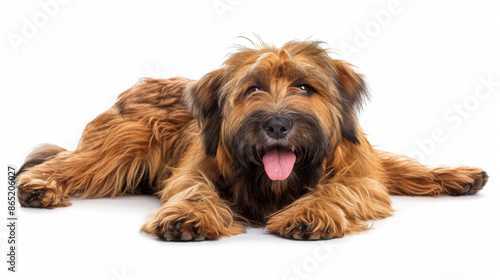 A brown dog is laying napping on a white background,