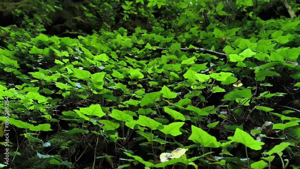 Beautiful green leaves of a climbing plant in the forest on the ground, the spring leaves of a beautiful bush in the forest. Beautiful green leaves of a climbing plant in the forest on the ground, the spring leaves of a beautiful bush in the forest.