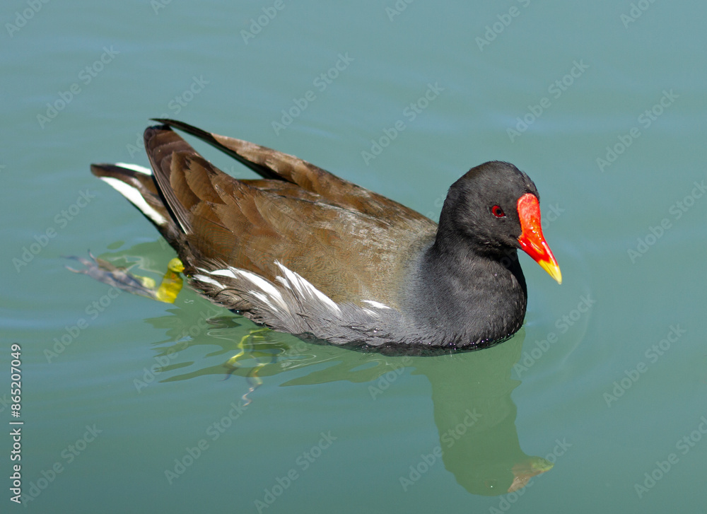 Common moorhen (Gallinula chloropus) swimming in a pond Common moorhen (Gallinula chloropus) swimming in a pond