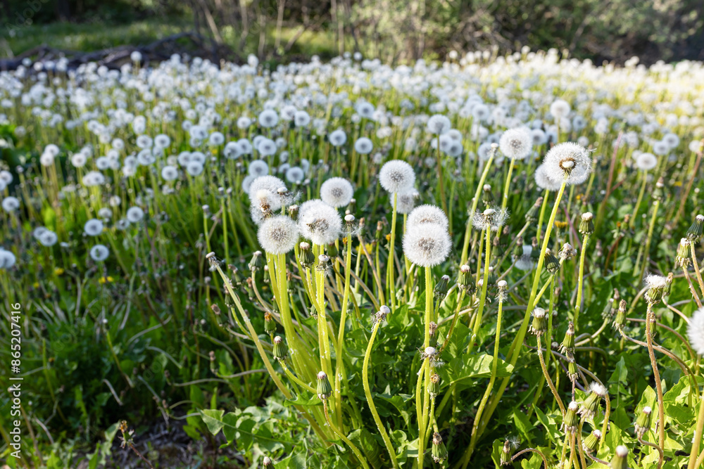 Obraz premium white spring flowers - dandelions