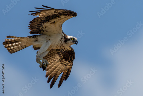 Osprey in flight photo