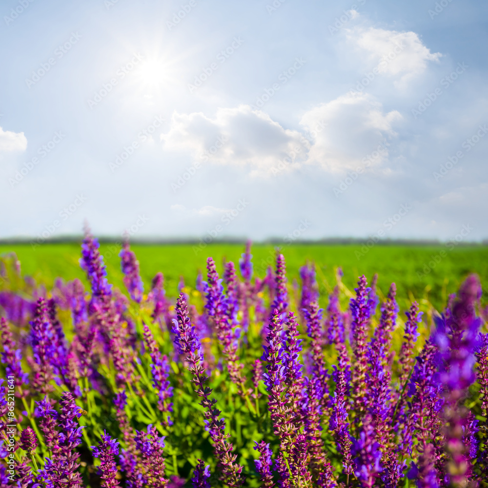 wild flowers among green fields at summer sunny day wild flowers among green fields at summer sunny day