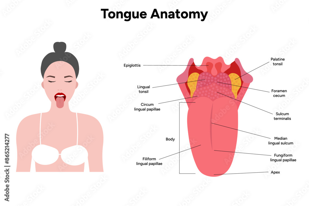 Obraz premium Medical illustration tongue anatomy in human 