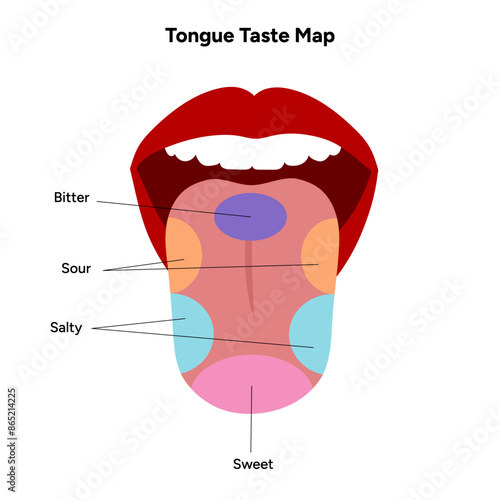 Tongue taste map in human