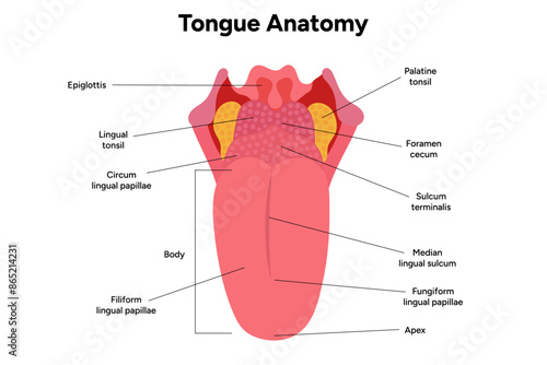 Medical illustration tongue anatomy in human 