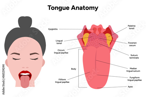 Medical illustration tongue anatomy in human 