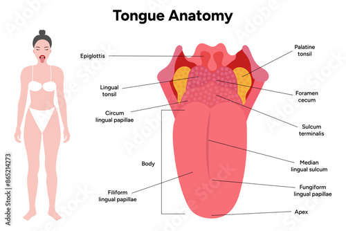 Medical illustration tongue anatomy in human 