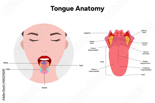 Medical diagram tongue anatomy in human with tongue taste receptors