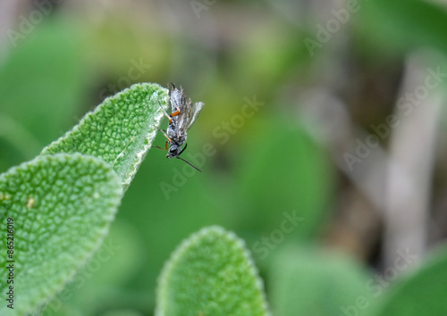Dolerus gonager, black sawfly with tawny knees, a sage leaf.