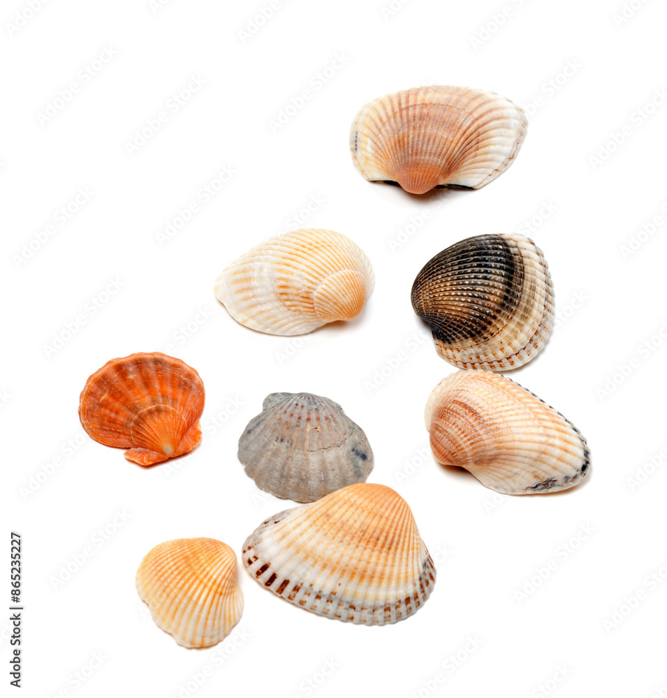 Seashells isolated on white Seashells isolated on white