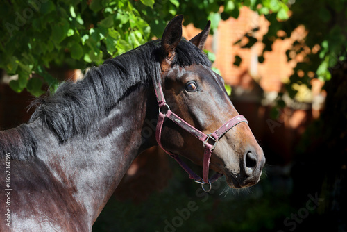 Obraz na płótnie Profile portrait of a sports thoroughbred horse in nature background w salonie