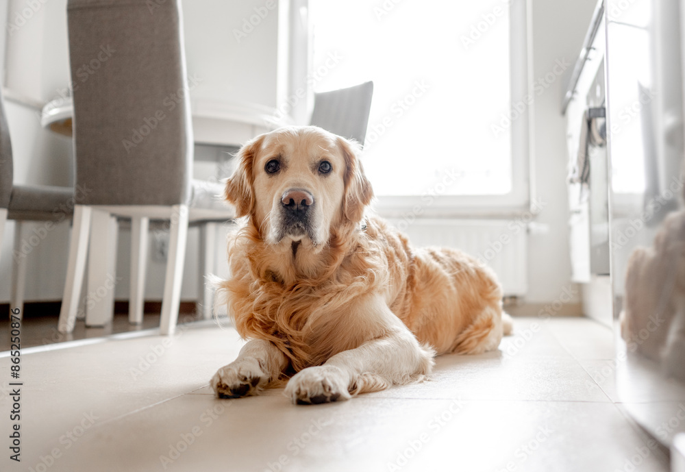 Fotografie Golden Retriever Dog Lies On Kitchen Floor Bathed In Light