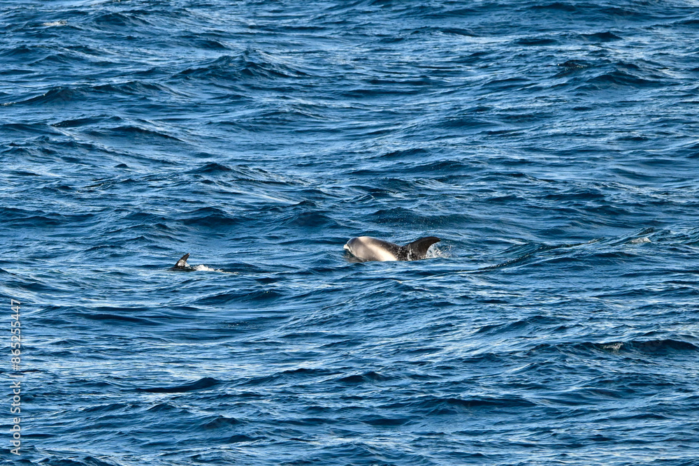 Naklejka premium White beaked dolphin surfacing through the waves