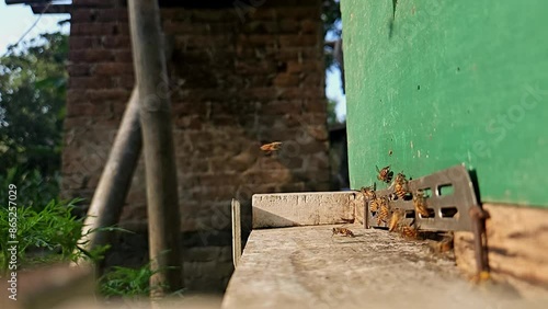 Swarm of Indian honey bees (Apis Cerena Indica) carrying pollen and flying to the landing board of hive in an apiary photo