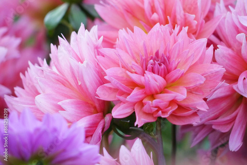 Pink color chrysanthemum. Chrysanthemum × morifolium (also known as florist's daisy and hardy garden mum, or in China juhua) is a species of perennial plant from family Asteraceae.