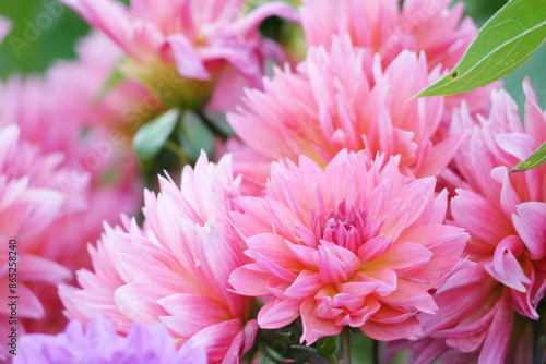 Pink color chrysanthemum. Chrysanthemum × morifolium (also known as florist's daisy and hardy garden mum, or in China juhua) is a species of perennial plant from family Asteraceae. photo