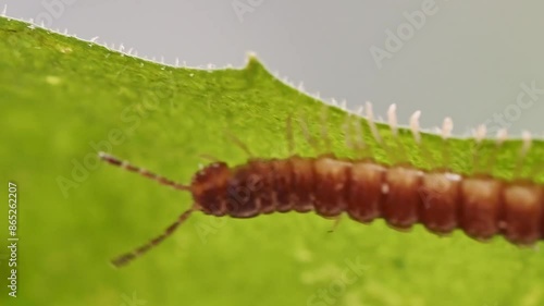 Closeup clip of centipede crawling on green leaf photo