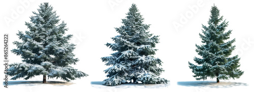 Isolated mountain hemlocks in transparent background, known for their tolerance to heavy snowfall