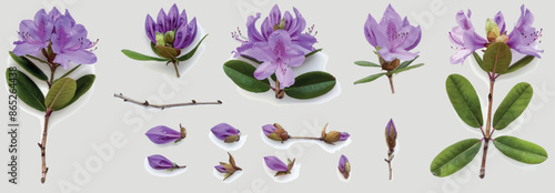 The spectacular purple flowers of the rhodora (Rhododendron canadense), isolated on a transparent background, make this a distinctive set photo