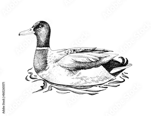 Mallard Duck drake sketched vector illustration