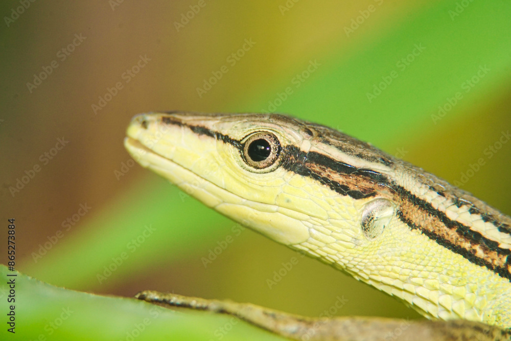 Naklejka premium Close-up of a grass lizard perched on a branch of grass