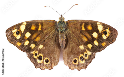 Photography Speckled wood butterfly, Pararge aegeria, isolated on white, top view