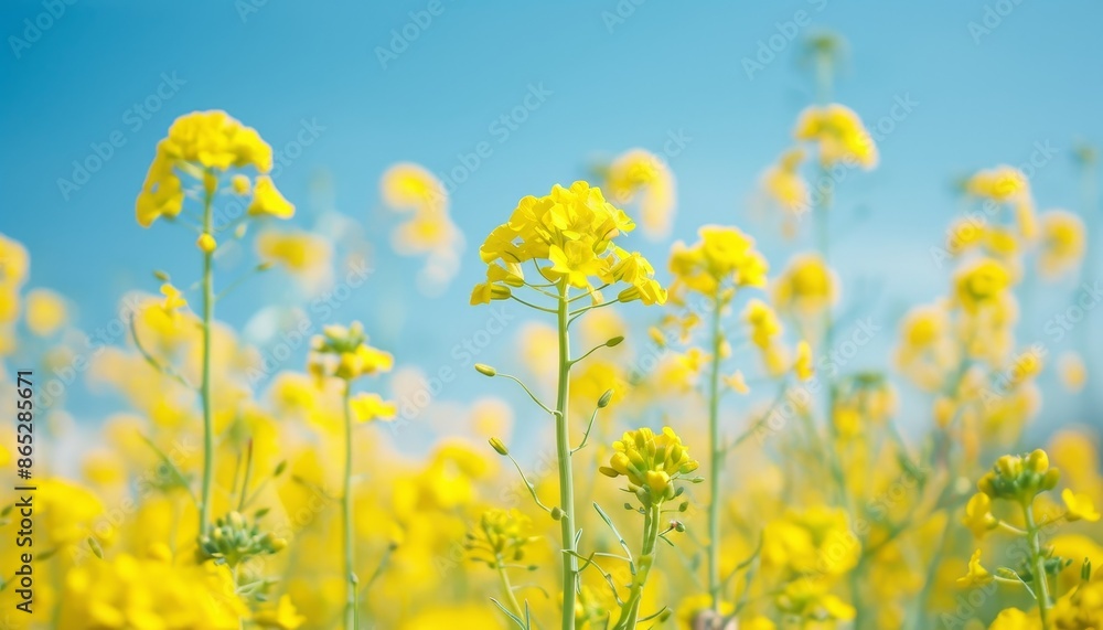 Bright blue sky in the agricultural industry featuring a landscape of yellow mustard fields Bright blue sky in the agricultural industry featuring a landscape of yellow mustard fields