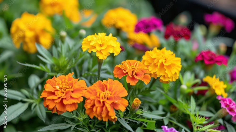 A bright and cheerful garden of marigolds, perfect for a floral banner with ample copy space A bright and cheerful garden of marigolds, perfect for a floral banner with ample copy space